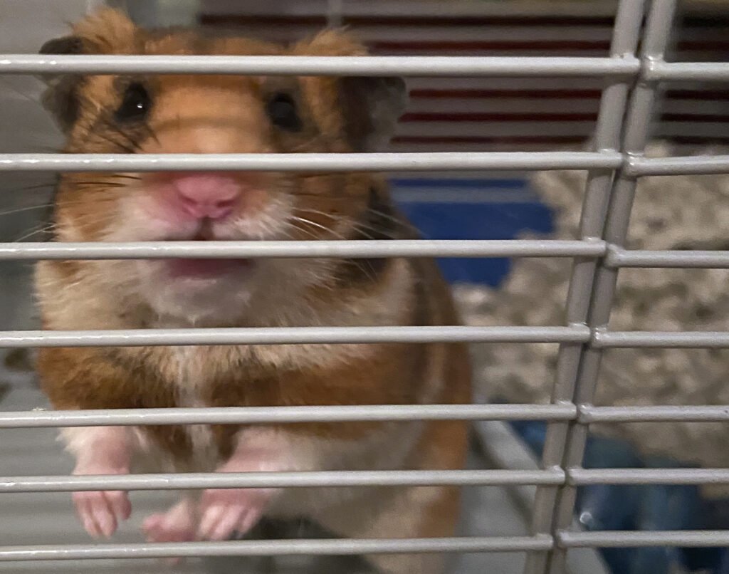 Congressional Republicans might finally jump off the hamster wheel