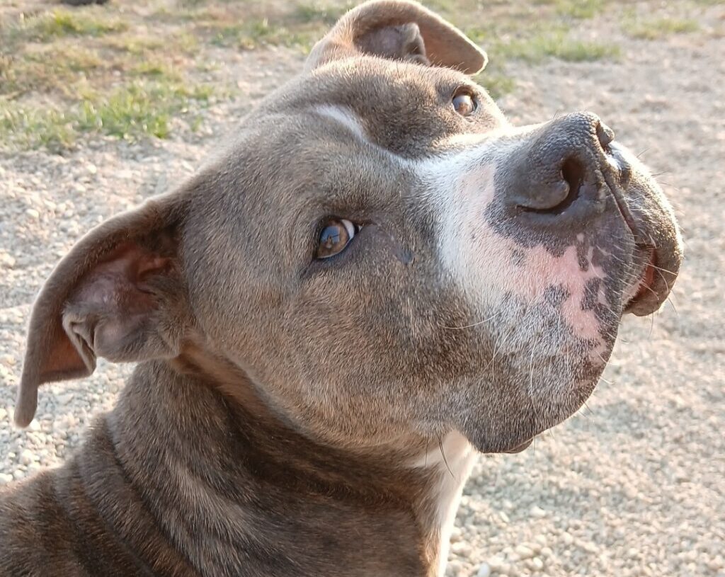 Shelter throws party for 80-pound dog who has lived there 4 years