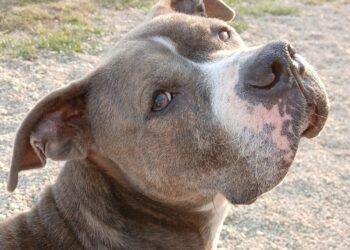 Shelter throws party for 80-pound dog who has lived there 4 years