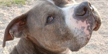 Shelter throws party for 80-pound dog who has lived there 4 years