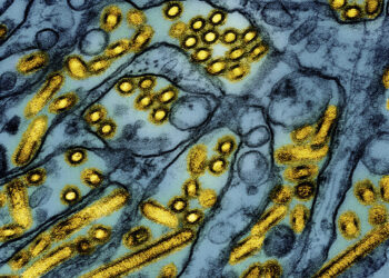 What viruses an infectious-disease doctor is watching for in 2026