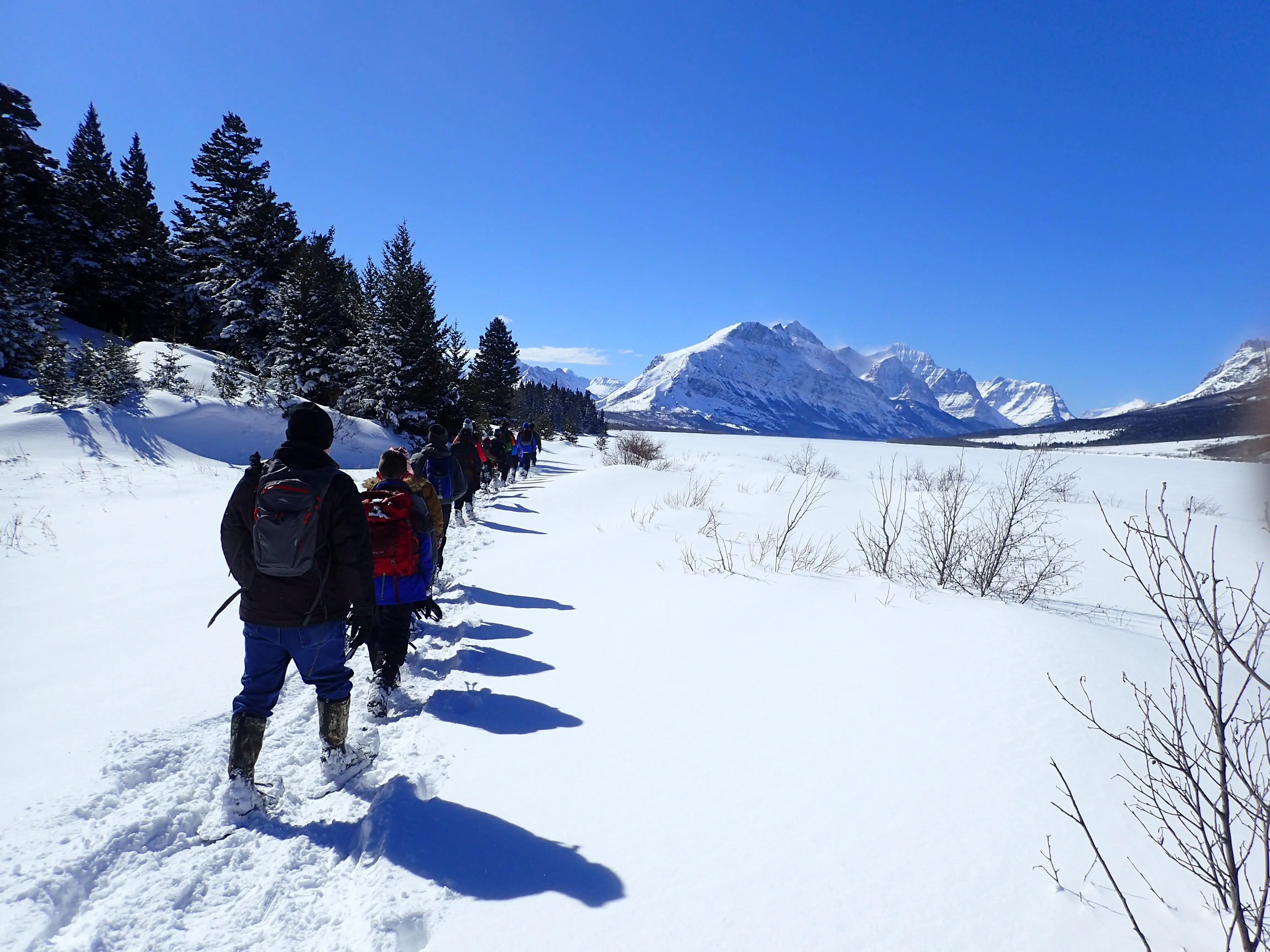 A large group of people snowshoeing toward snow-covered mountains, with pine trees to the left.