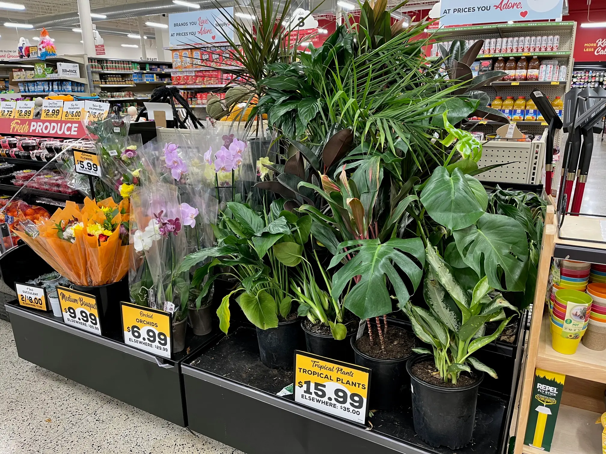 A selection of indoor tropical plants sit at Grocery Outlet