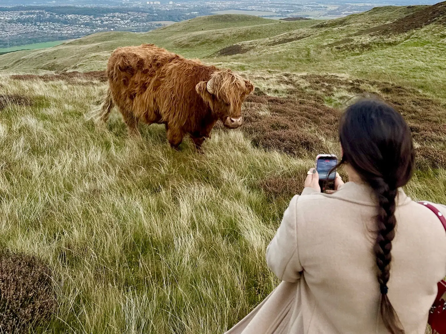 Amanda taking a picture of a Highland cow.