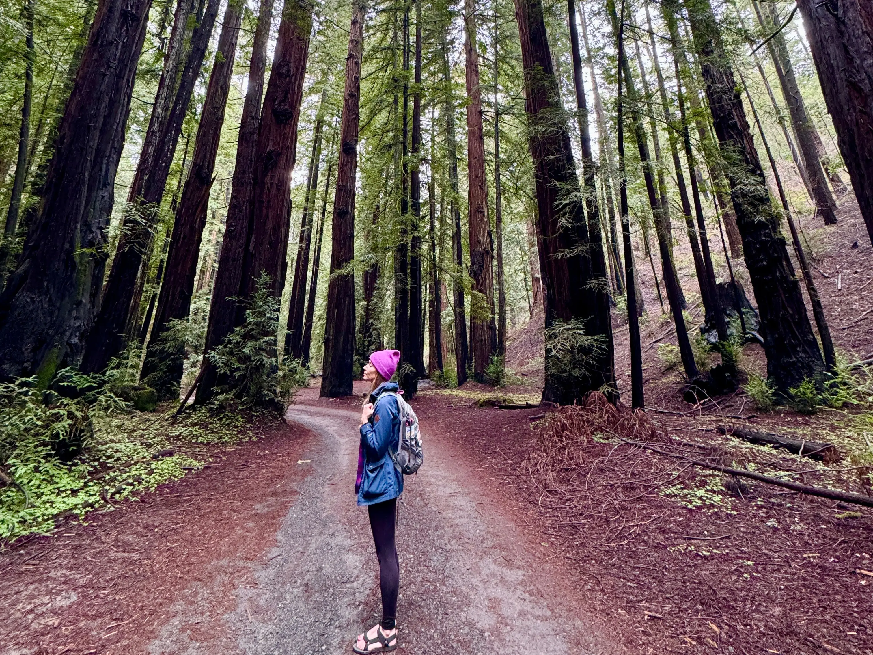 Emily standing with redwood trees around her.