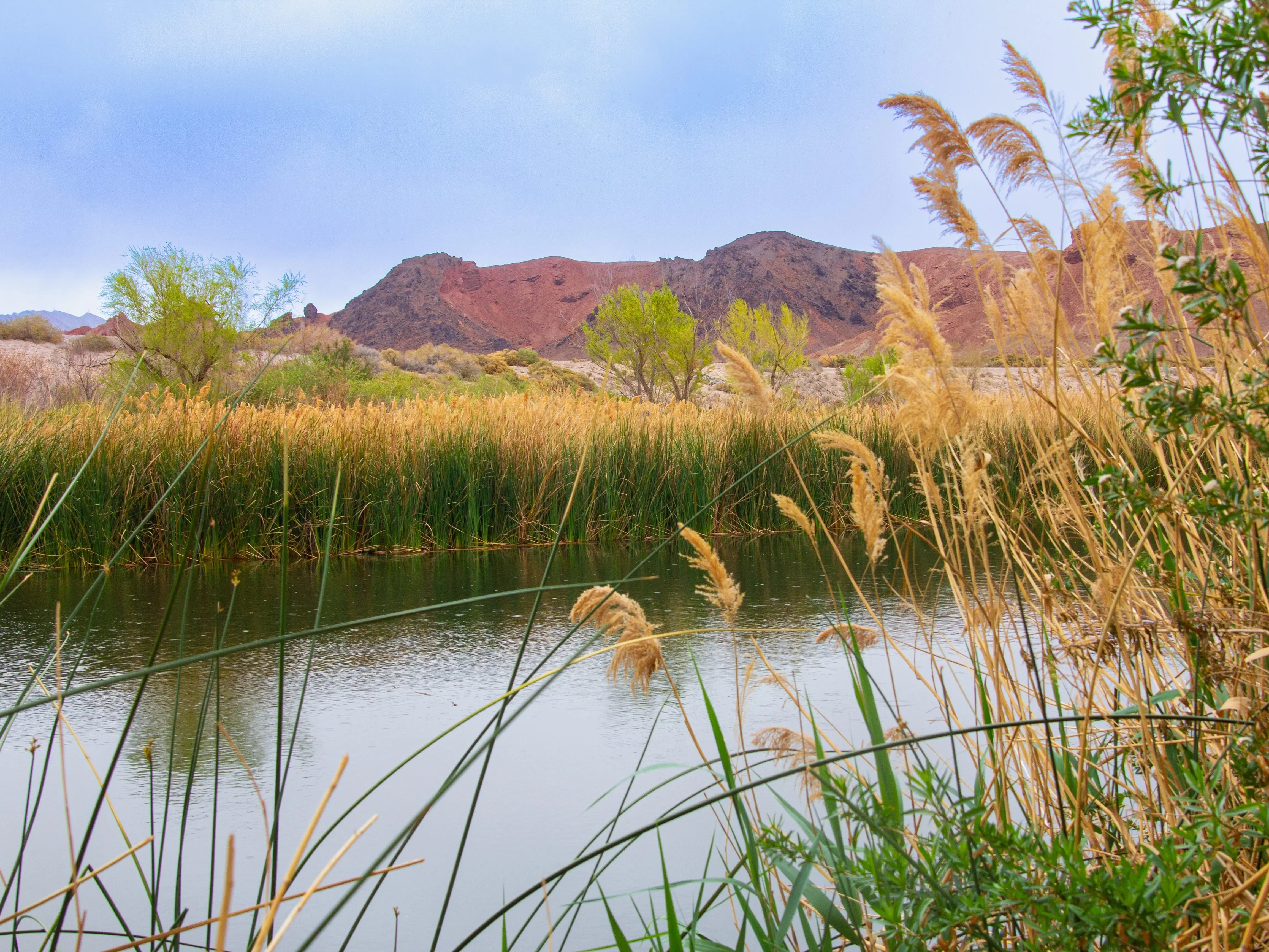 A river and marshland in Las Vegas.