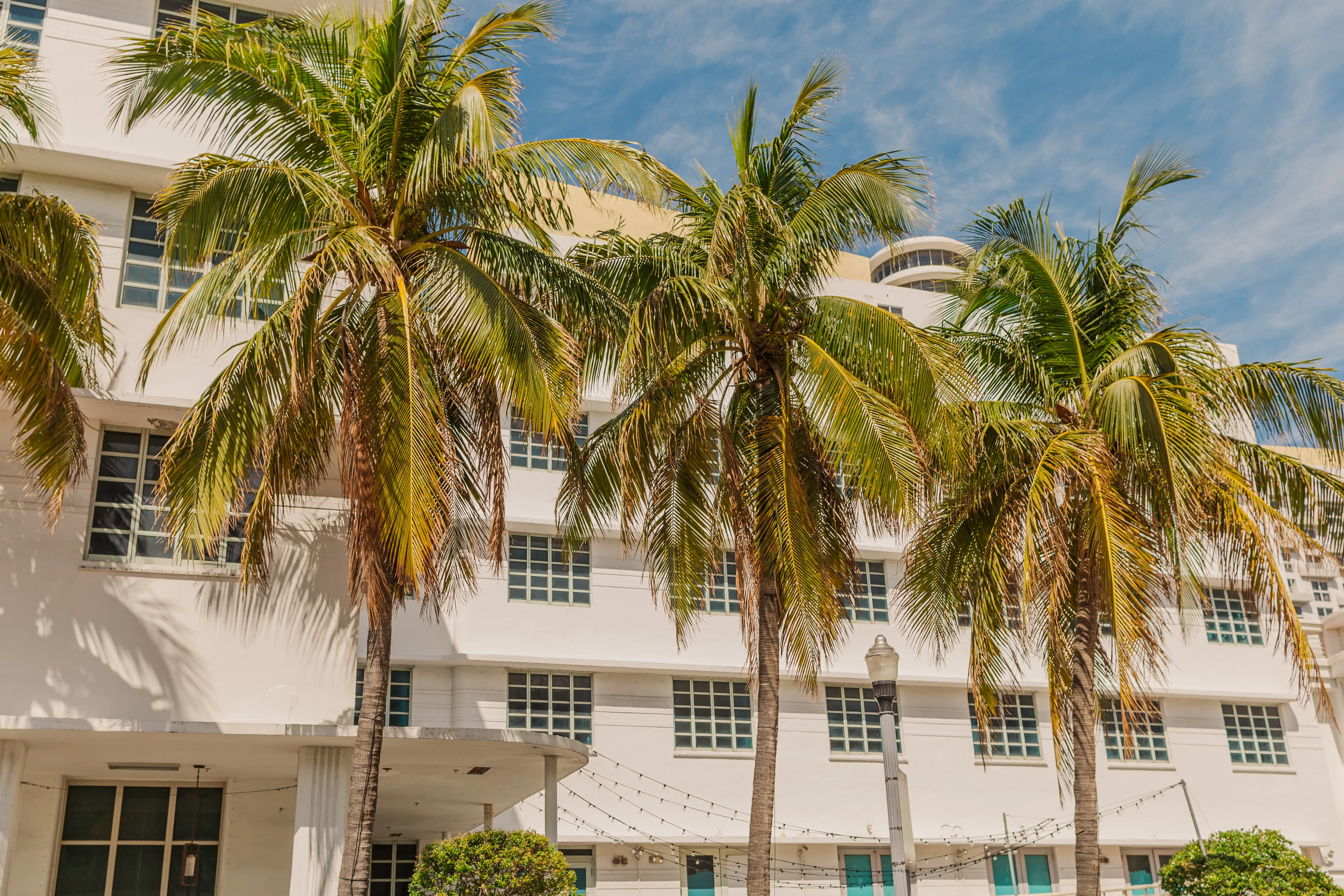 palm trees in miami beach