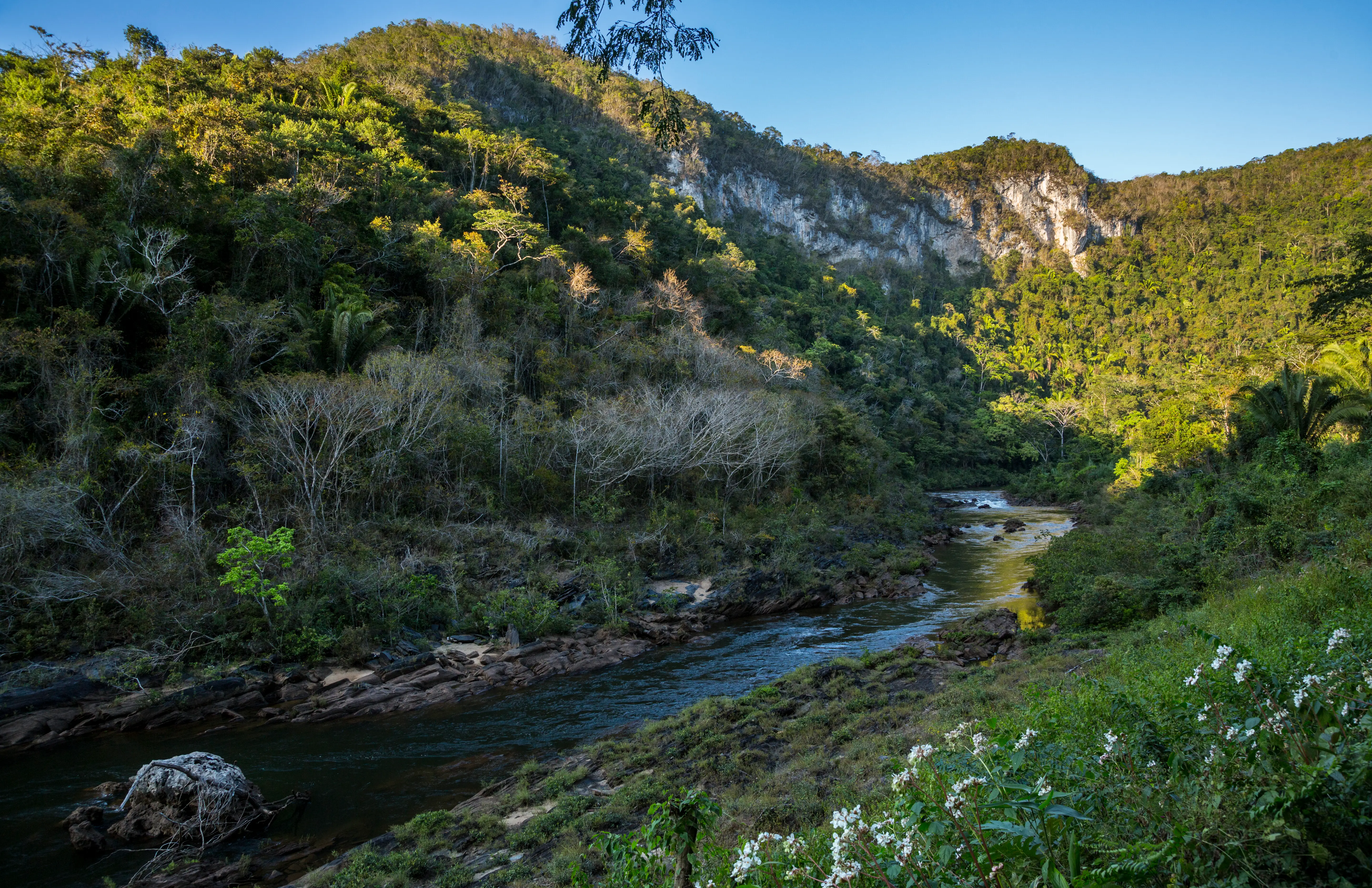 View of river, jungle in Belize