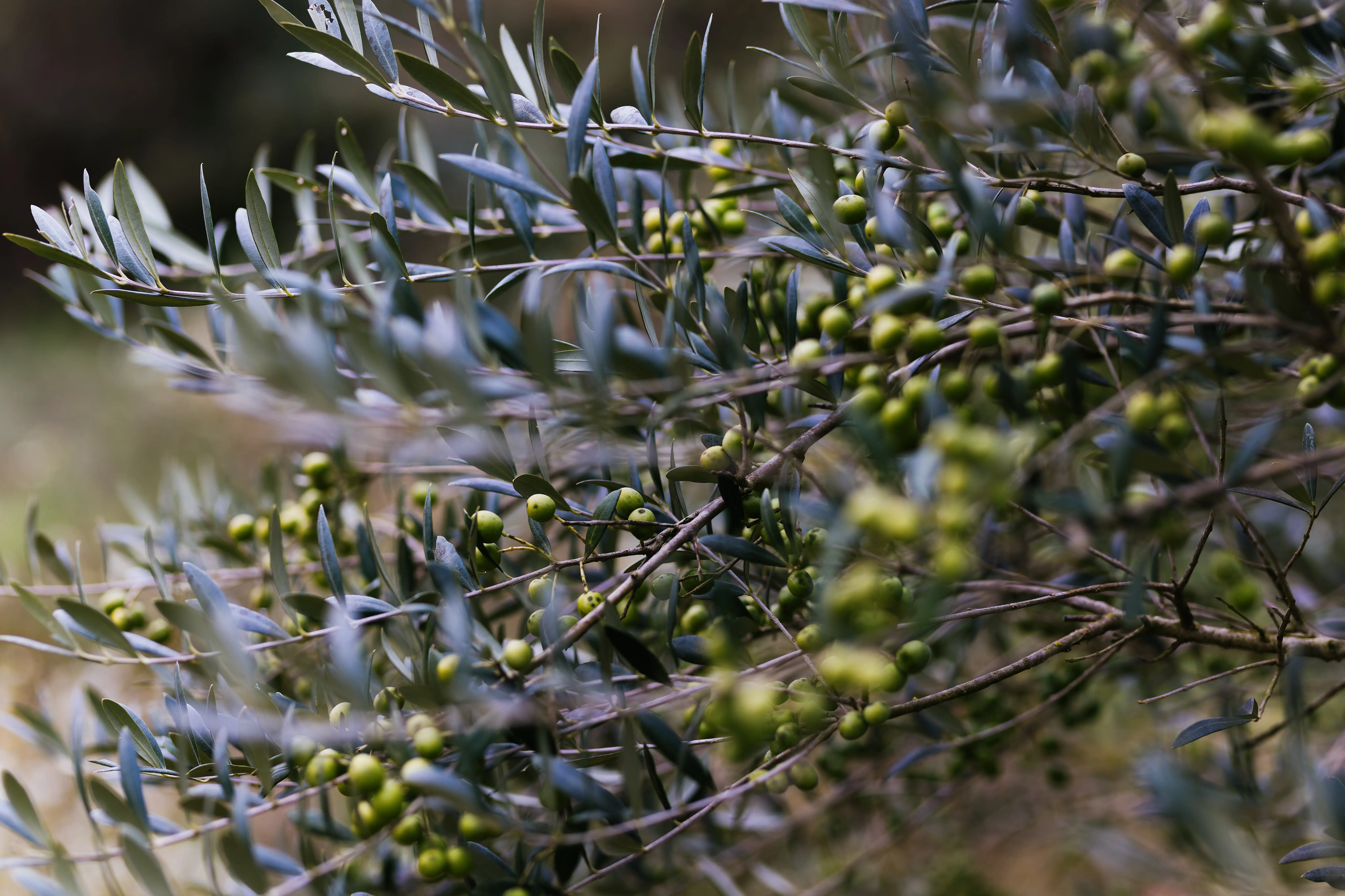 olive tree