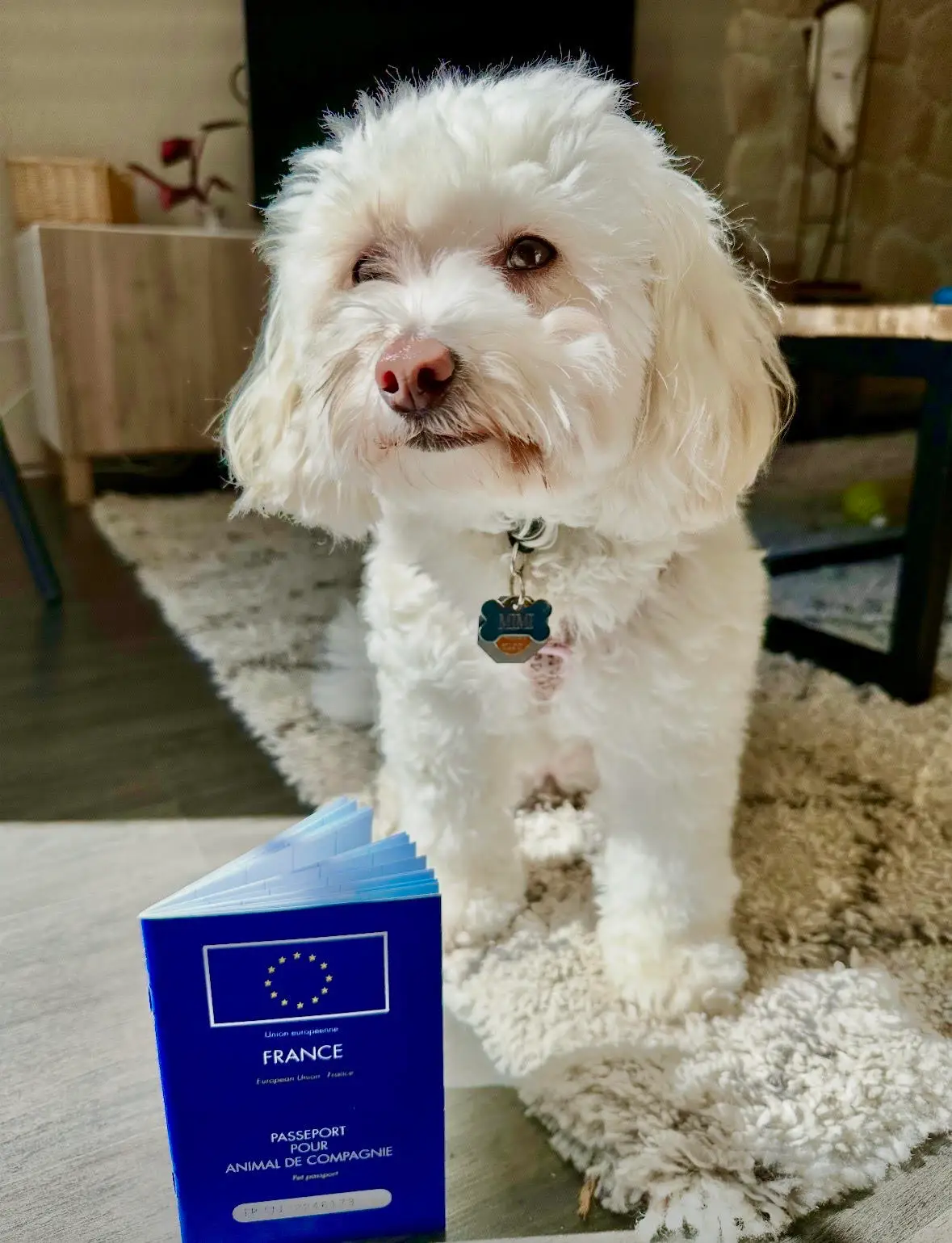 Lin Koh's family dog.