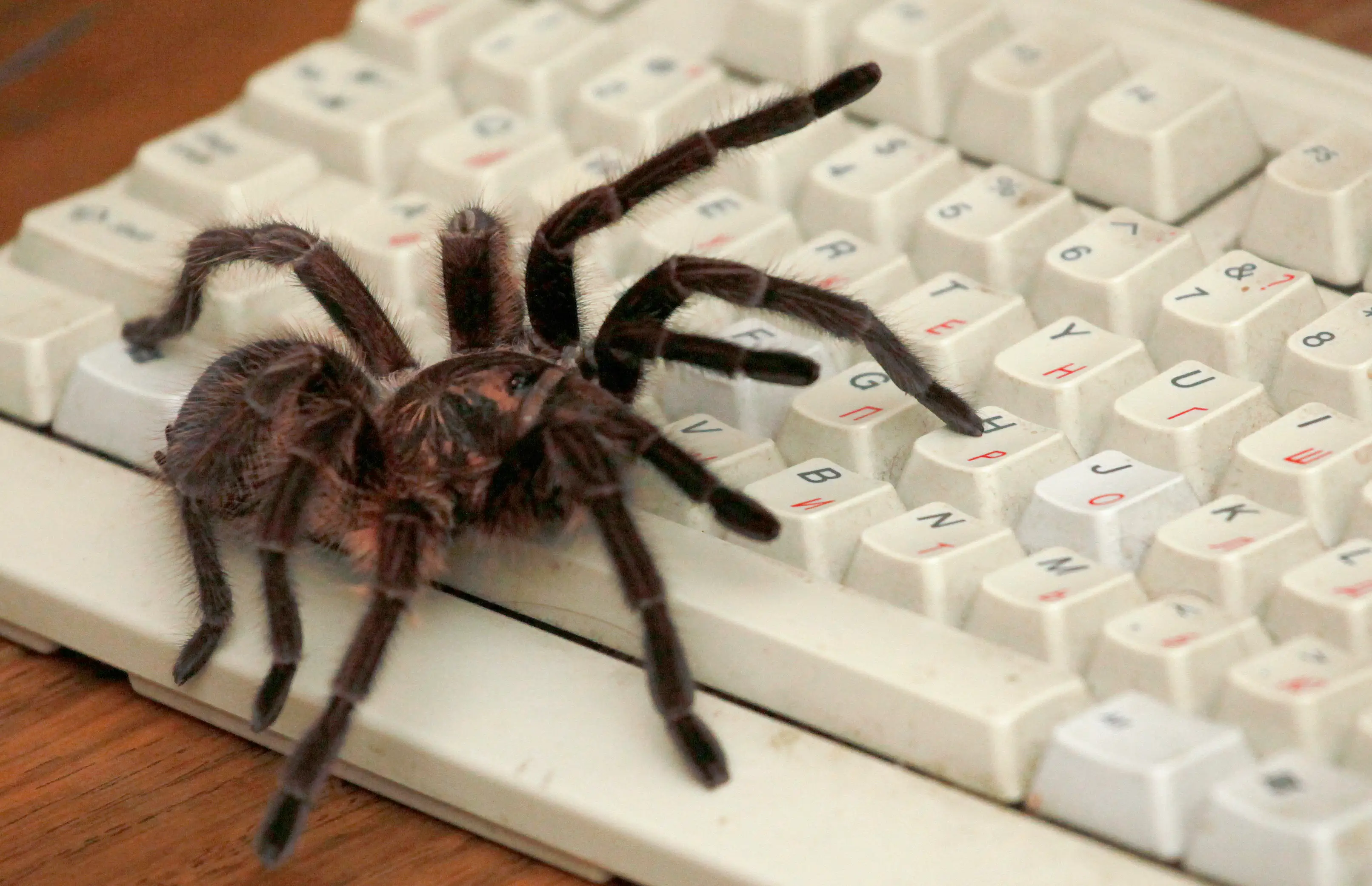 A venomous Phormictopus antillensis spider crawls on a keyboard