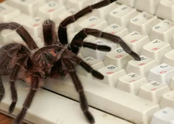 Anthropic and OpenAI are crawling the web even more and not giving much back