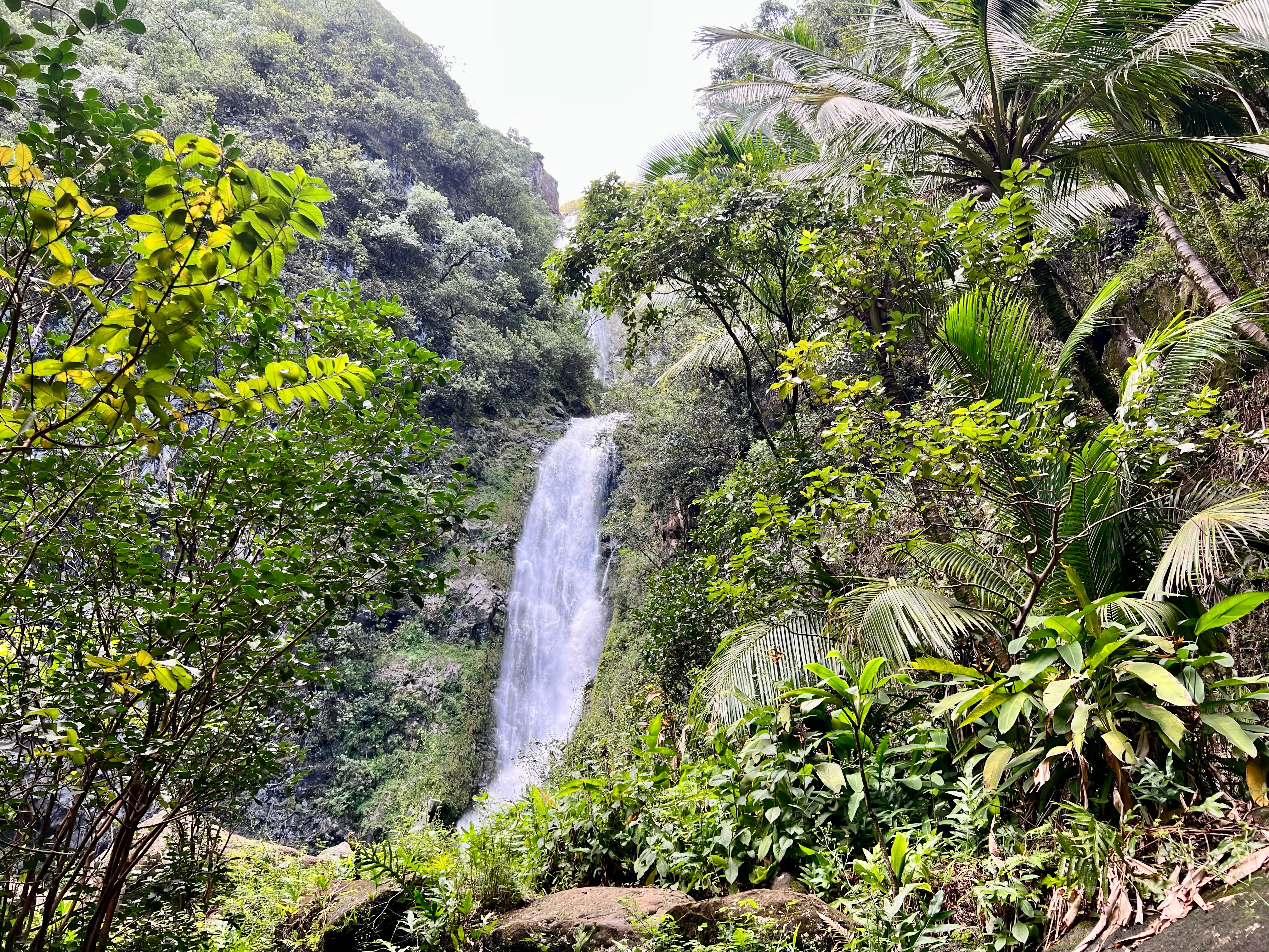 Waterfall surrounded by trees, lush greenery