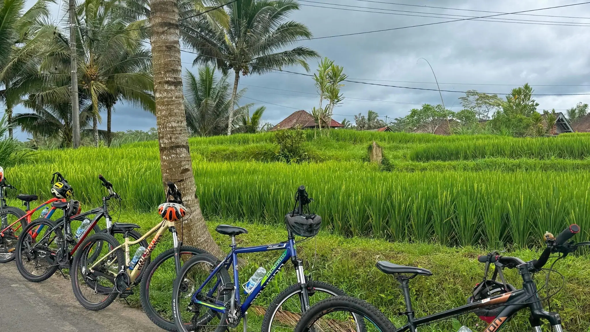 Bicycles alongside a field in Bali with tall grass