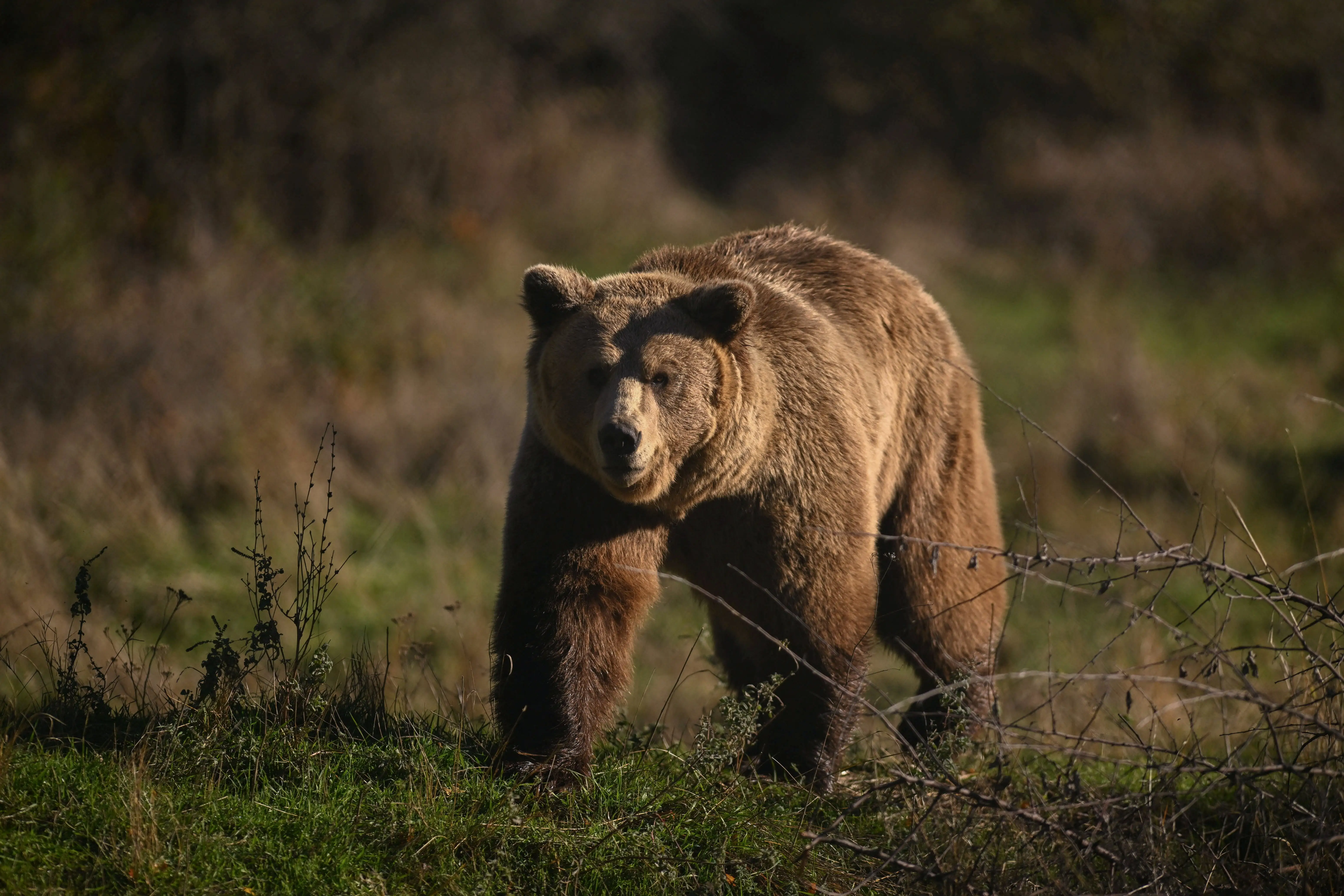 A brown bear walks in its enclosure at the Bear Sanctuary near Pristina on October 24, 2025.