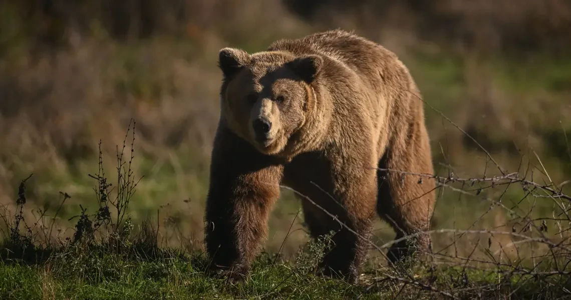 Japan is deploying anti-bear drone tech in its ongoing and intense war on bears