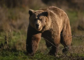 Japan is deploying anti-bear drone tech in its ongoing and intense war on bears