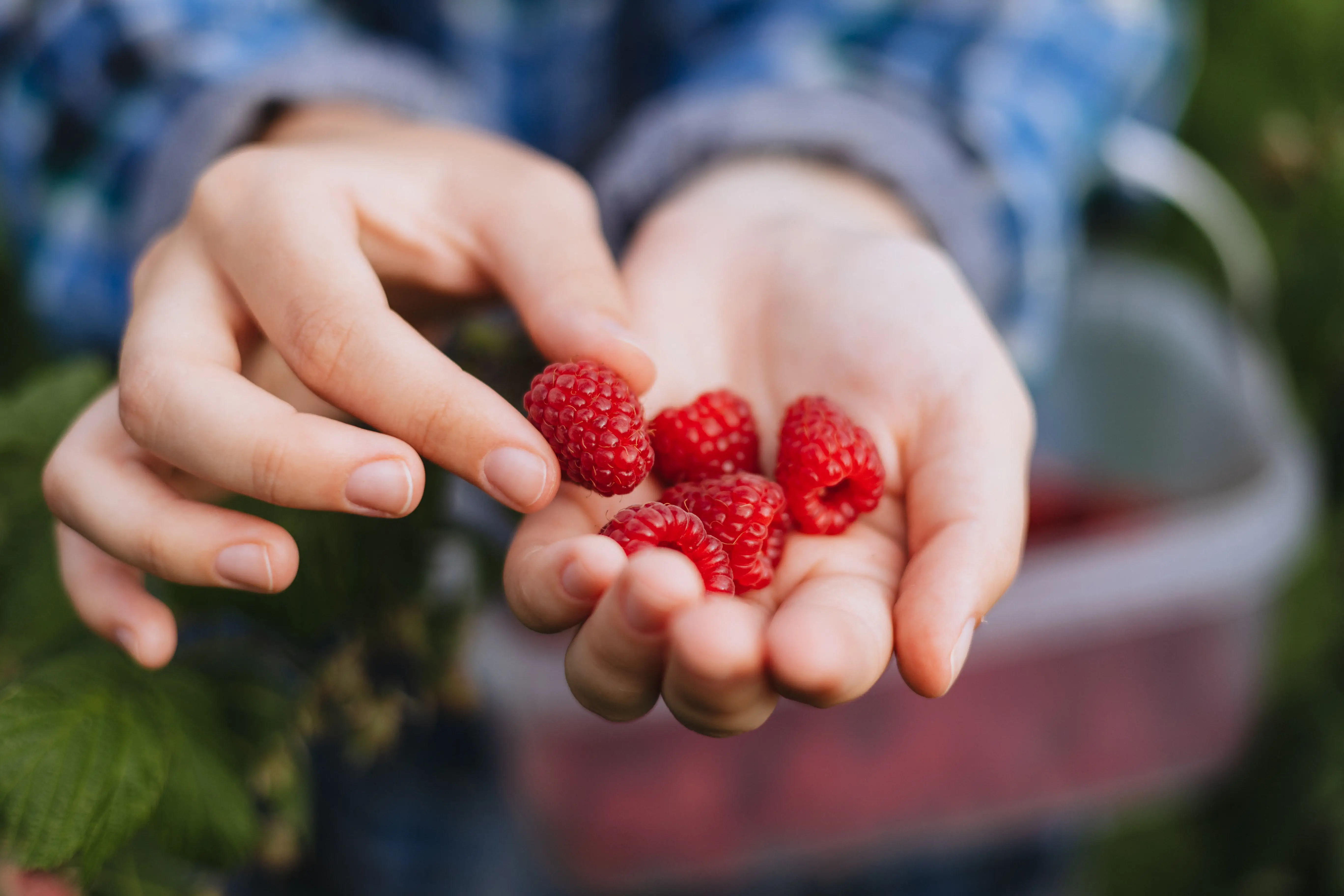 hand cupping raspberries