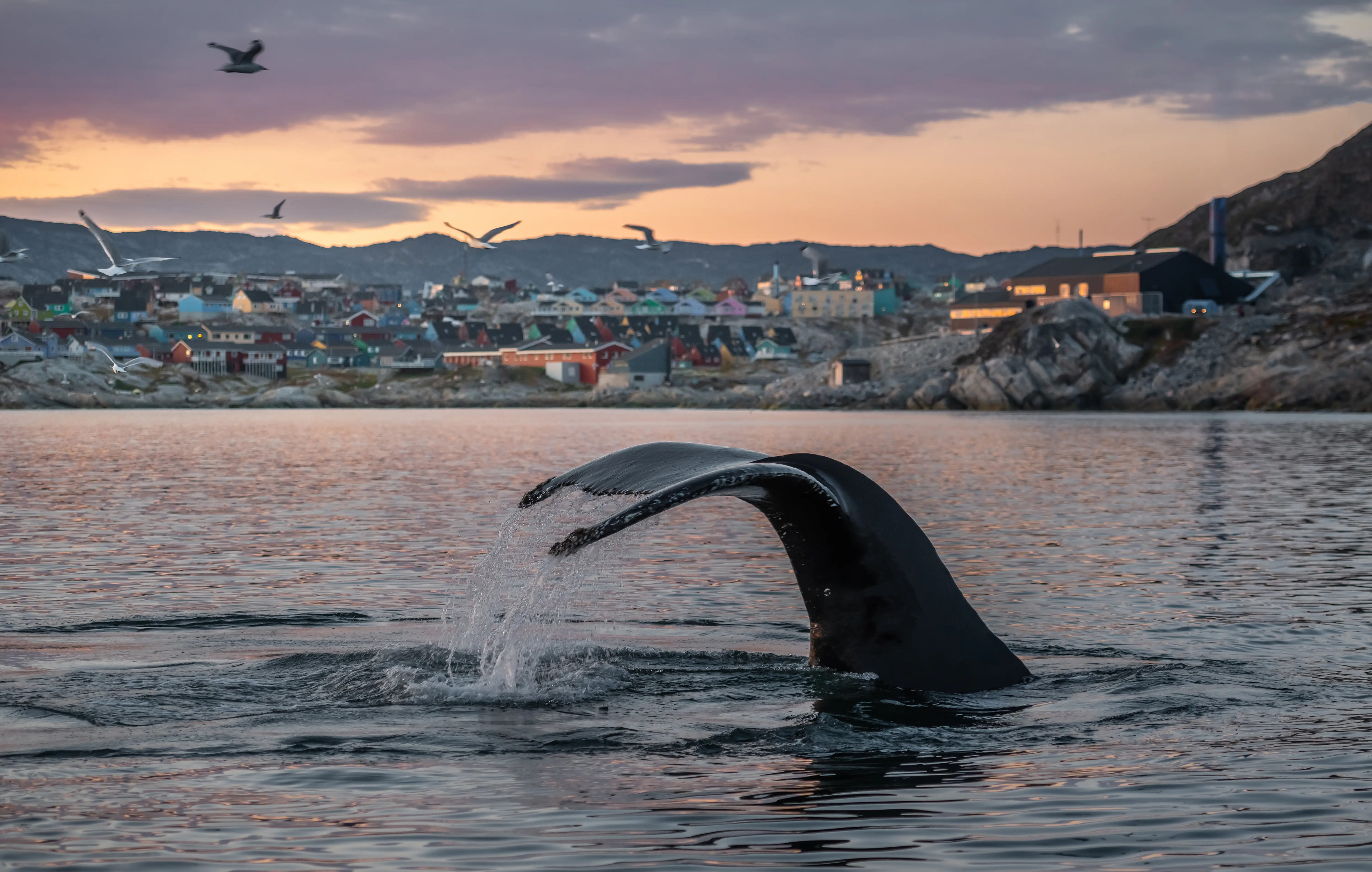 A whale tale coming out of the water with a small town and mountains in the background.