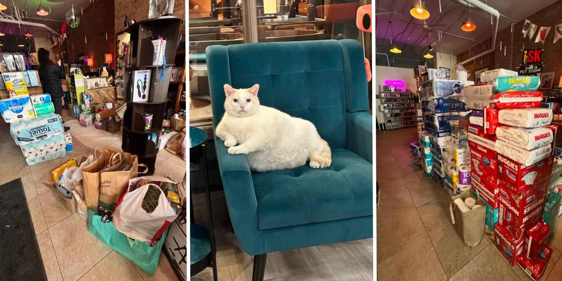 donation piles and a larger white cat