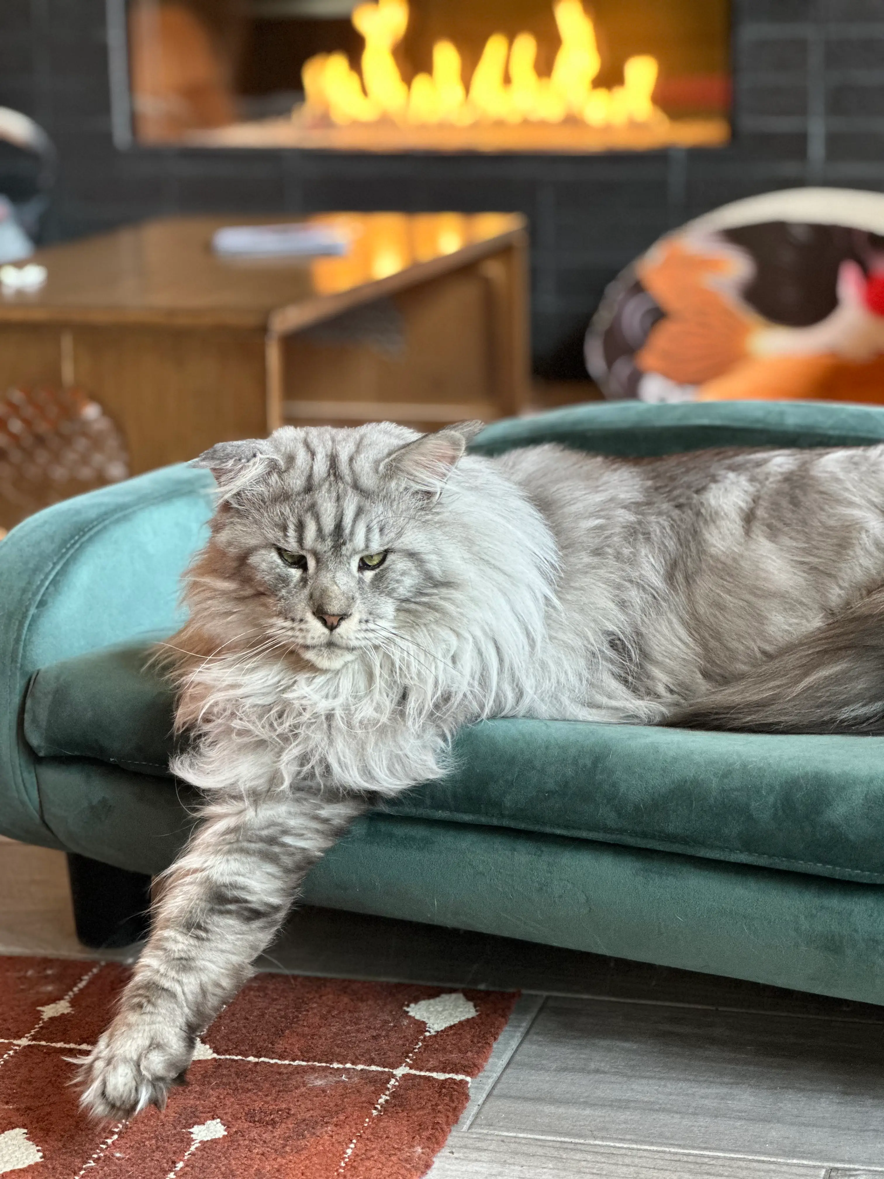 a large fluffy gray cat on a couch