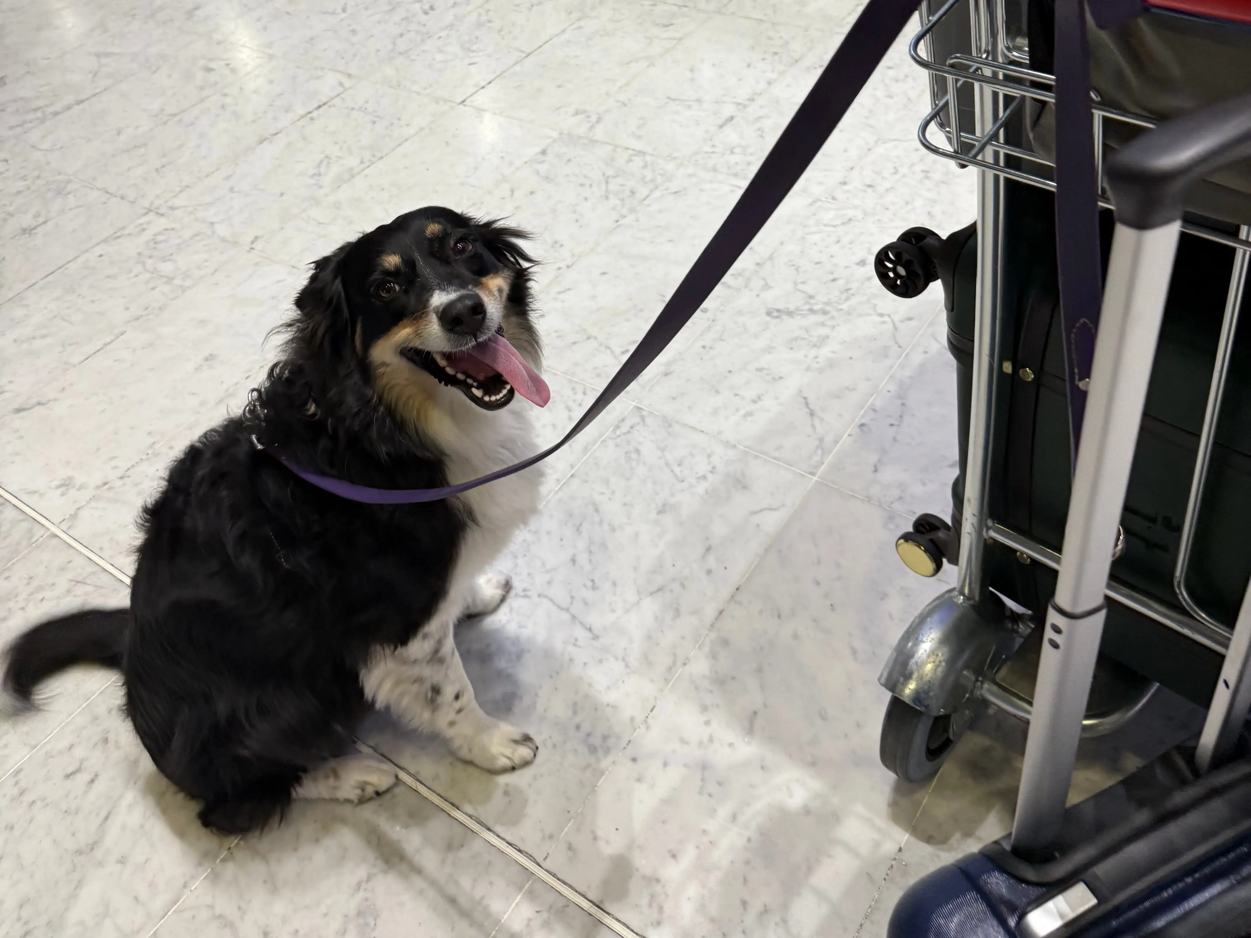 A dog on a leash at the airport.