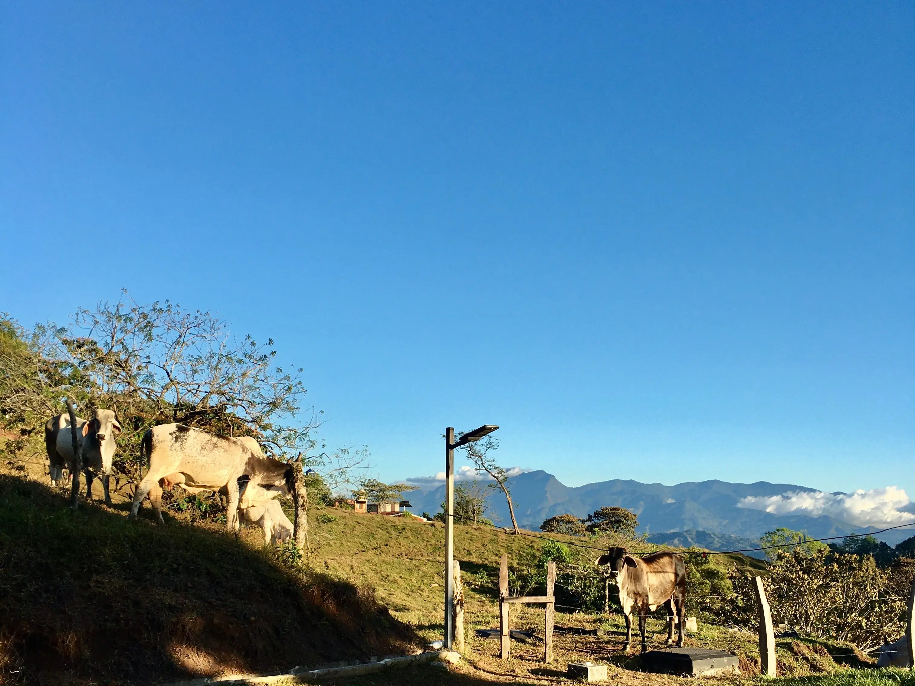 Cows and a dog with a blue sky in Costa Rica.