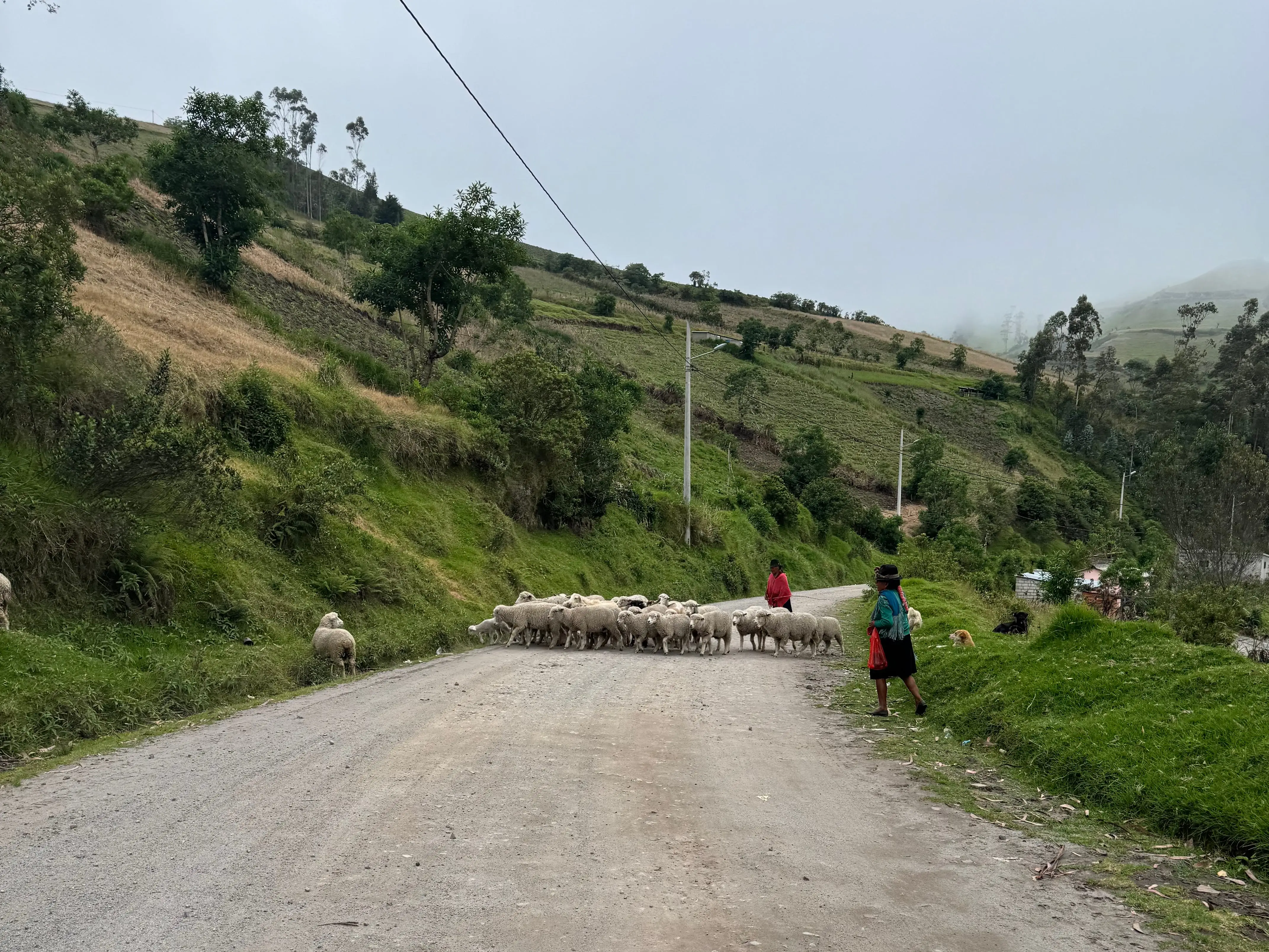 A flock of sheep walking across a road in Ecuador.