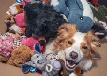 These clever dogs rival toddlers when it comes to learning words