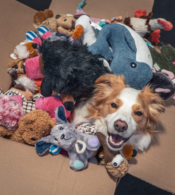 These clever dogs rival toddlers when it comes to learning words