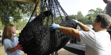 Florida’s bear hunt numbers are lower than expected
