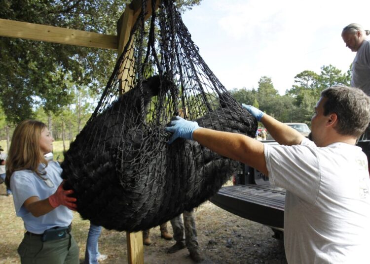 Florida’s bear hunt numbers are lower than expected