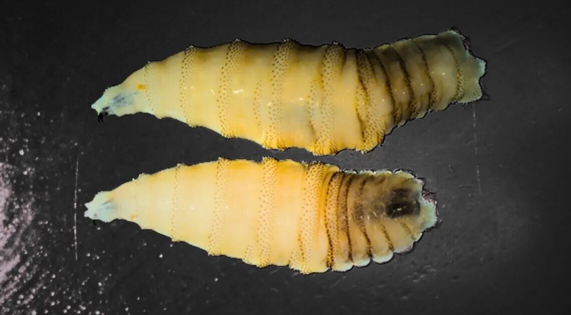 A Flesh-Eating Screwworm Is Near the U.S. Border. Here’s What That Actually Means.