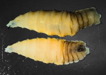 A Flesh-Eating Screwworm Is Near the U.S. Border. Here’s What That Actually Means.