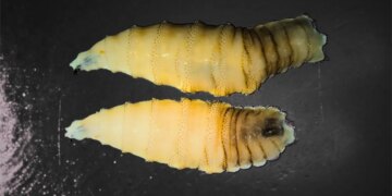 A Flesh-Eating Screwworm Is Near the U.S. Border. Here’s What That Actually Means.