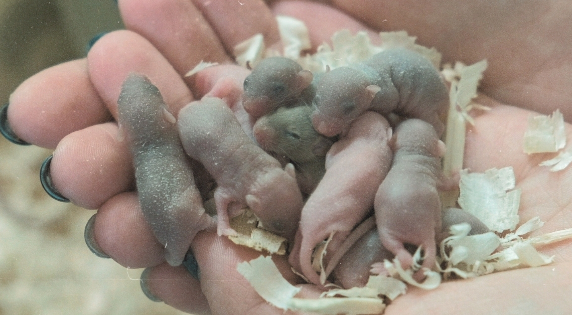 A Mouse Just Had Babies After Going to Space. Here’s Why That Matters More Than You Think.