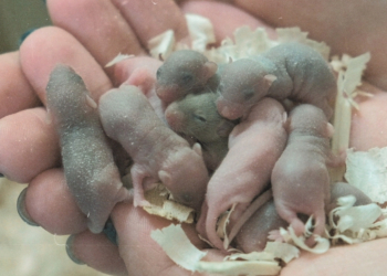 A Mouse Just Had Babies After Going to Space. Here’s Why That Matters More Than You Think.