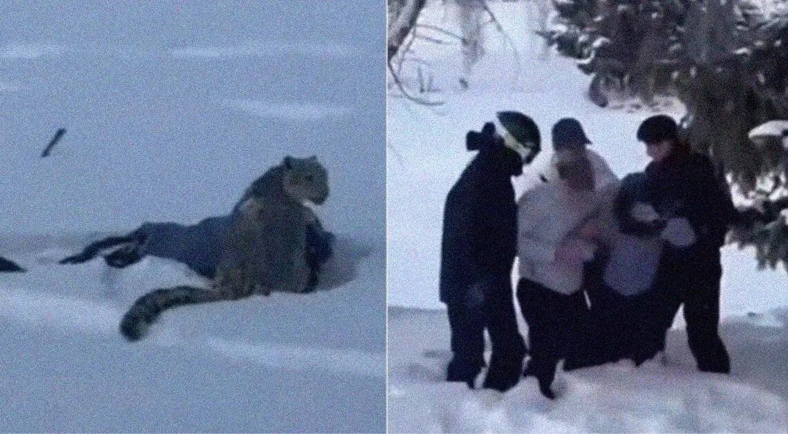 A Woman Tried to Take a Selfie With a Snow Leopard. She Almost Lost Her Face.