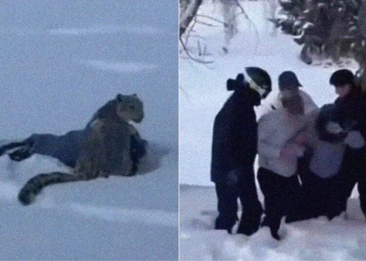 A Woman Tried to Take a Selfie With a Snow Leopard. She Almost Lost Her Face.