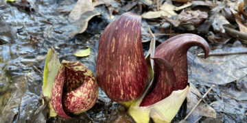 The first bloom of the year is here, even if it’s buried in snow