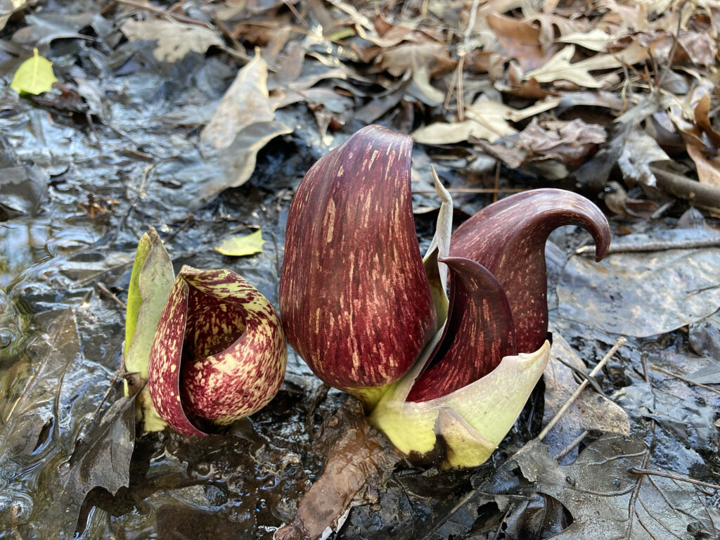 The first bloom of the year is here, even if it’s buried in snow