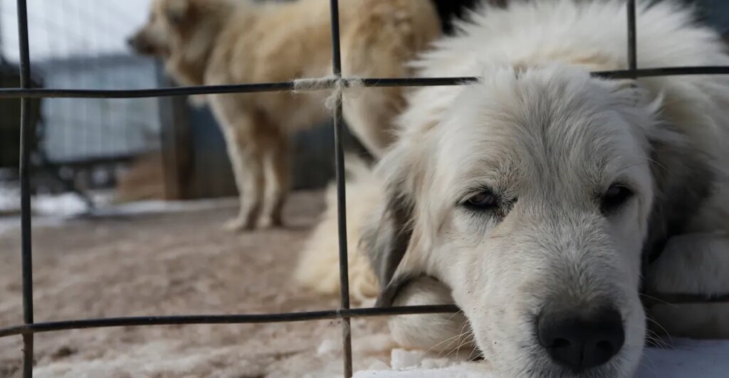 American voters support animal welfare — and MAGA is seizing on it