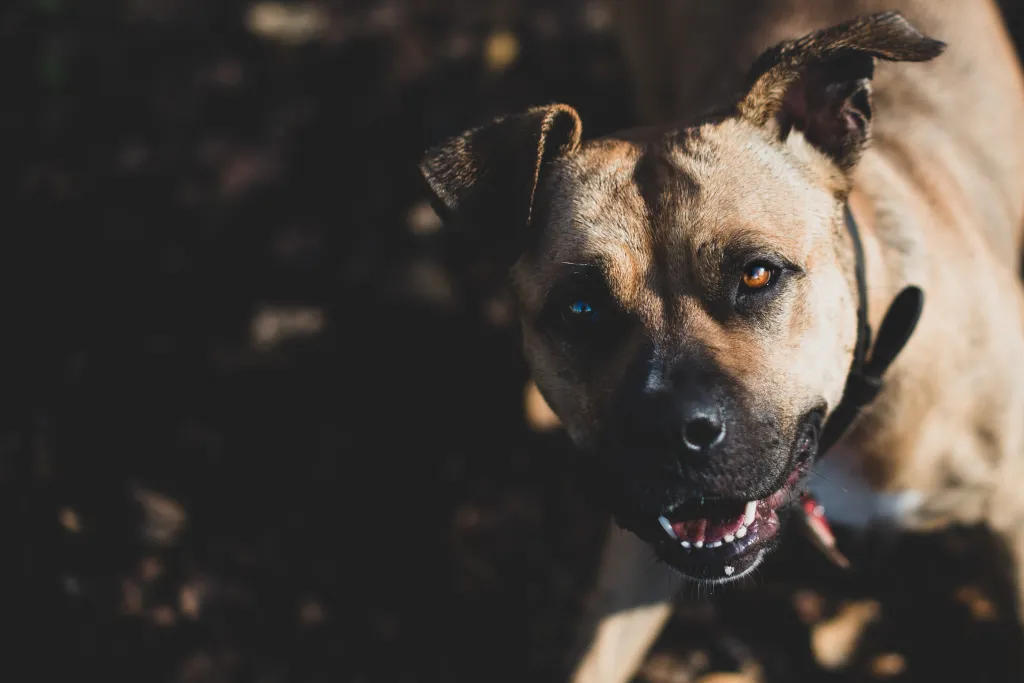 a 59-year-old man who had multiple wounds on his body that appeared consistent with dog bites