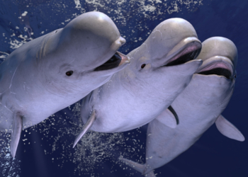 Alaska’s Beluga Whales Have Wild Sex Lives—and It Keeps Them Alive