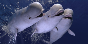 Alaska’s Beluga Whales Have Wild Sex Lives—and It Keeps Them Alive