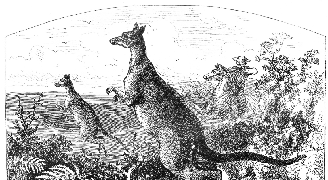 Ancient Kangaroos Were Absolutely Humongous, But They Could Still Hop