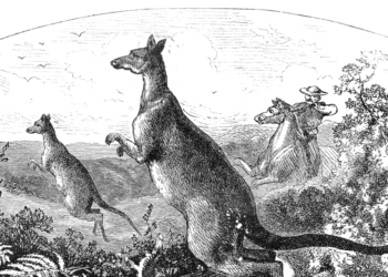 Ancient Kangaroos Were Absolutely Humongous, But They Could Still Hop