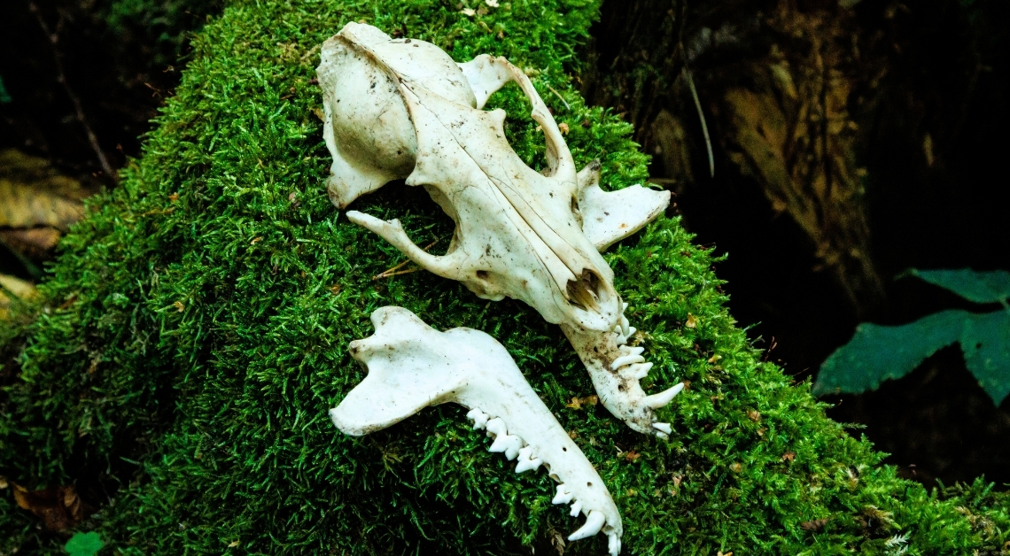 Ancient Wolf Remains Suggest Humans and Wolves Were Living Together Longer Than We Thought