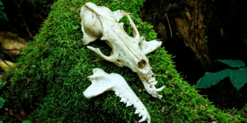 Ancient Wolf Remains Suggest Humans and Wolves Were Living Together Longer Than We Thought