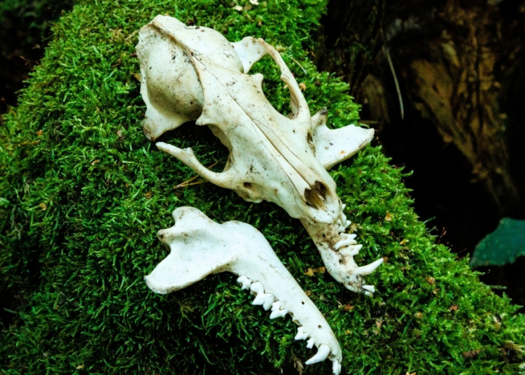 Ancient Wolf Remains Suggest Humans and Wolves Were Living Together Longer Than We Thought